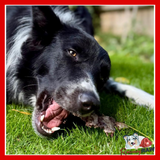 Durham Animal Feeds - Raw Venison Ribs - 1kg