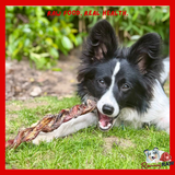 Nova Dog Chews - Twisted Bully Pizzle - Single - 24cm