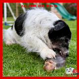 Nova Dog Chews - Hairy Buffalo Ears - Single