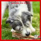 Nova Dog Chews - Ostrich Marrow Bone