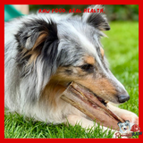 Nova Dog Chews - Ostrich Marrow Bone