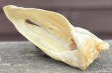Anco Naturals Goat Ears