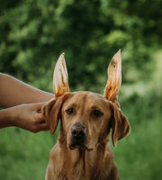 Anco Naturals Goat Ears