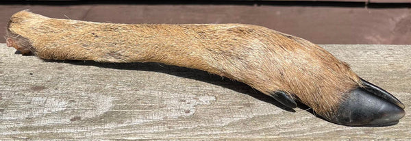 Anco Naturals Hairy Roe Deer Leg